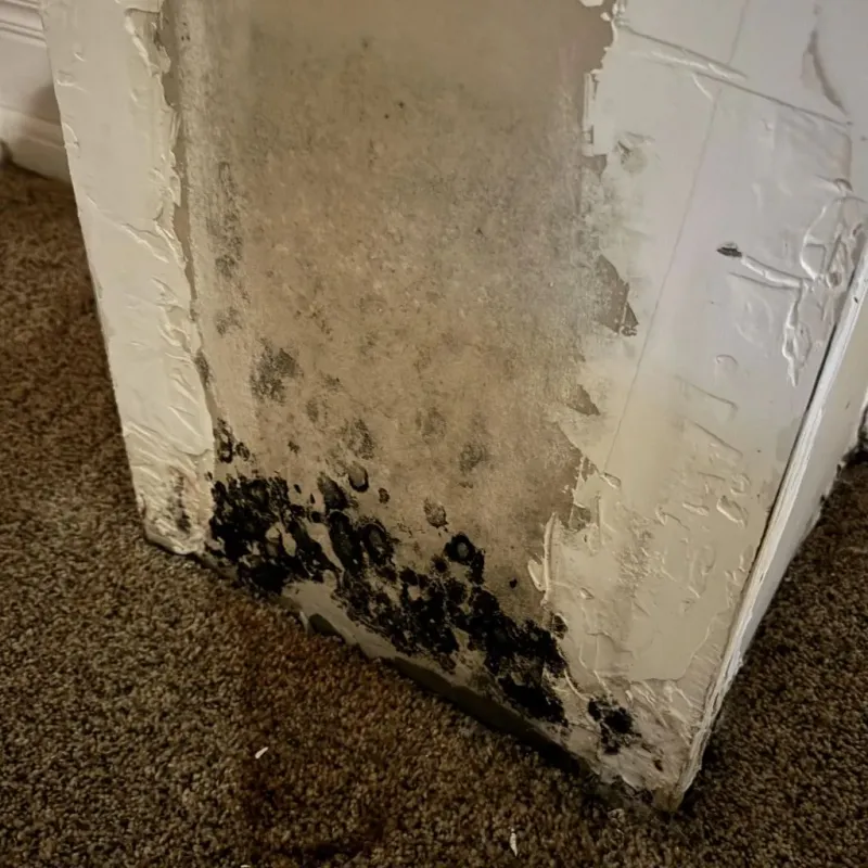 Professional Mold Removal in Grandview, TX